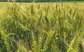 Ліга одеська