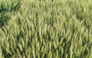 LID MACUMBA / ЛІД МАКУМБА