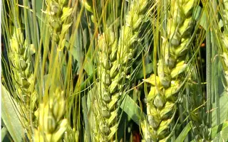 Лірика білоцерківська / Лірика білоцерківська