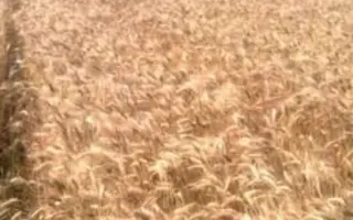 Лісова пісня