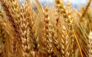 Магістраль