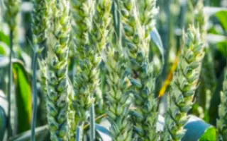 Максима одеська