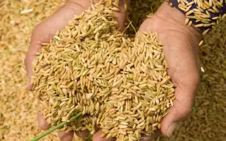 Мальованка