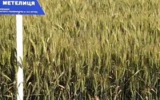 Метелиця харківська