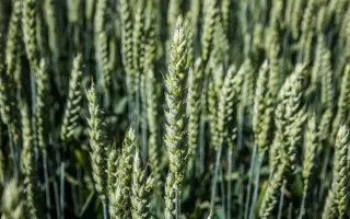 Миронівська ранньостигла