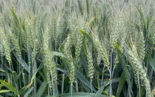 Миронівська слава