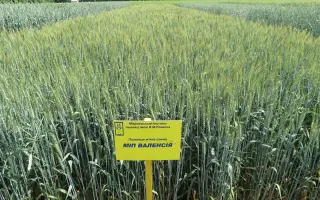 МІП Валенсія