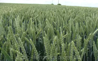 МІП Дарунок