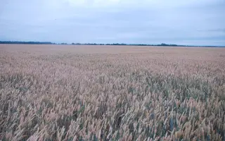 МІП Дніпрянка