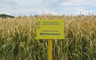 МІП Роксолана