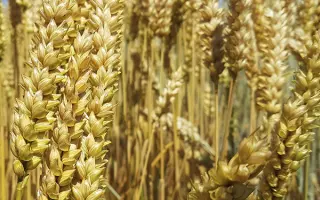 МІП Фортуна