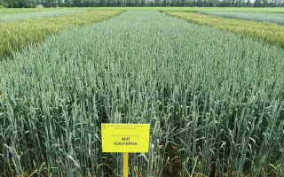 МІП Ювілейна