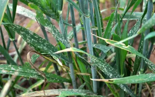 Moschus / Мошус