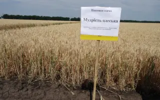 Мудрість одеська