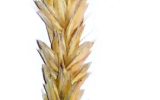 Муза білоцерківська