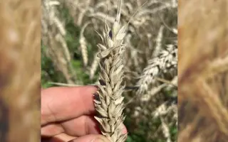 NATULA / НАТУЛА