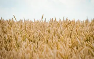 Національна