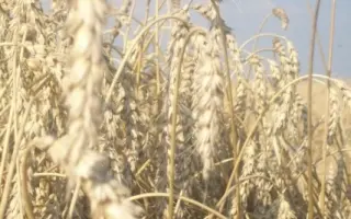 Новокиївська