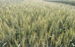 Оберіг Миронівський