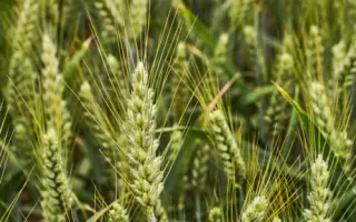 Олімпія одеська