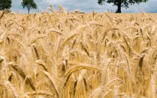 Оптима одеська