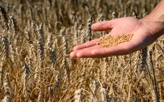 Ormesson / Ормессон