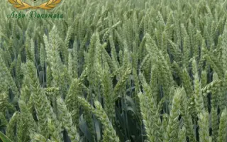 ORTEGUS / ОРТЕГУС