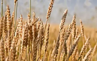 Основа одеська