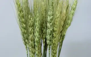 Ostoja / Остойа