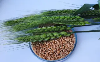 Пам'яті Горлача