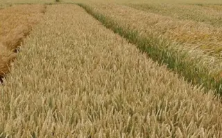 Пам'яті Ремесла