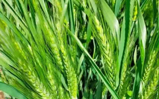 Papillon / Папіллон