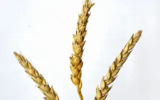 Перлина Лісостепу / Перлина лісостепу