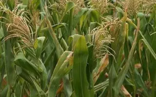 Petros / Петрос