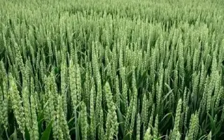 Pirueta / Піруета