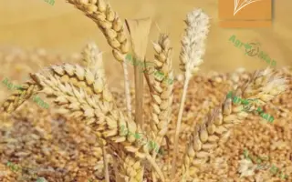 Покровська