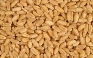 PRAKTIK / ПРАКТІК