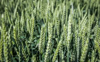 Придніпровська