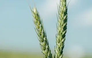 PRODUZENT / ПРОДУЦЕНТ