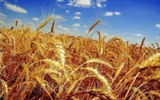 PS SEVASTIANA / ПС СЕВАСТІАНА