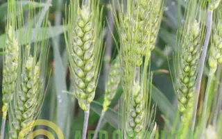 Райгородка