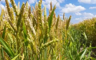 REBELL / РЕБЕЛЛ