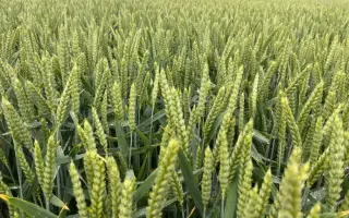 RGT DEPOT / РЖТ ДЕПОТ