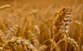 RIVERO / РІВЕРО