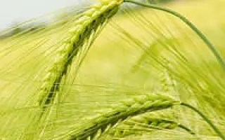 ROLAND / РОЛАНД