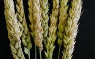 Salamus / Саламус