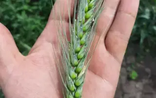 Saratus / Саратус