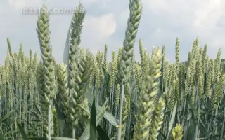 Світанкова