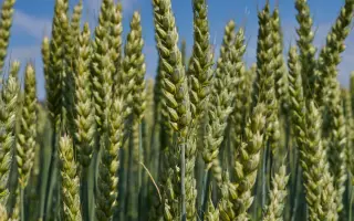 Селенівка Одеська