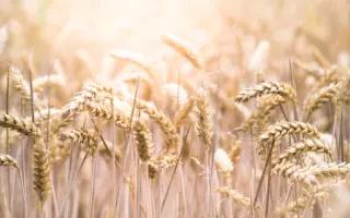 Синтетик 240